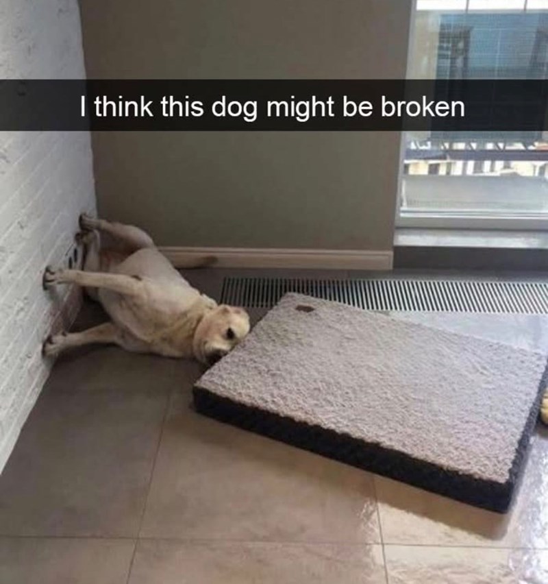 I think this dog might be broken