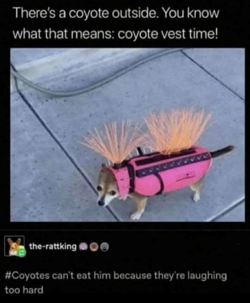 There's a coyote outside. You know what that means: coyote vest time! the-rattking O #Coyotes can't eat him because they're laughing too hard