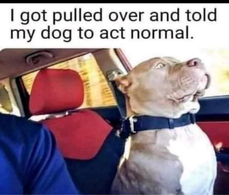 I got pulled over and told my dog to act normal.