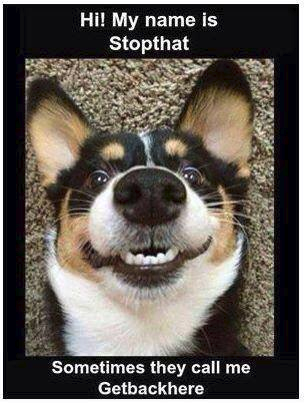 Hi! My name is Stopthat Sometimes they call me Getbackhere