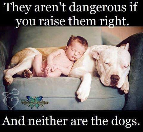 They aren't dangerous if you raise them right. And neither are the dogs.
