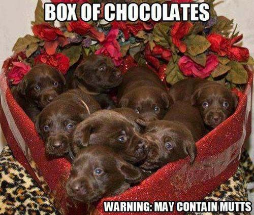 BOX OF CHOCOLATES WARNING: MAY CONTAIN MUTTS