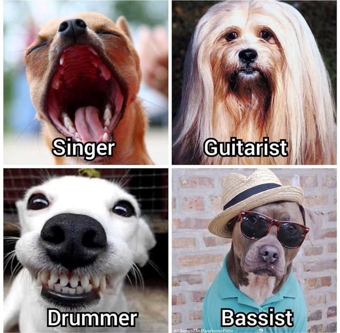 Singer Guitarist Drummer Bassist a Chango The Handsome Pittie