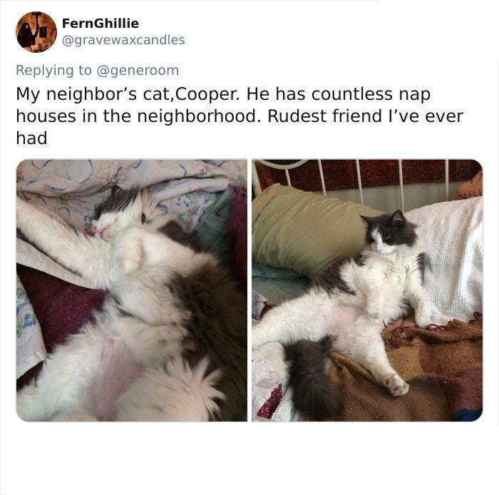 FernGhillie @gravewaxcandles Replying to @generoom My neighbor's cat, Cooper. He has countless nap houses in the neighborhood. Rudest friend I've ever had