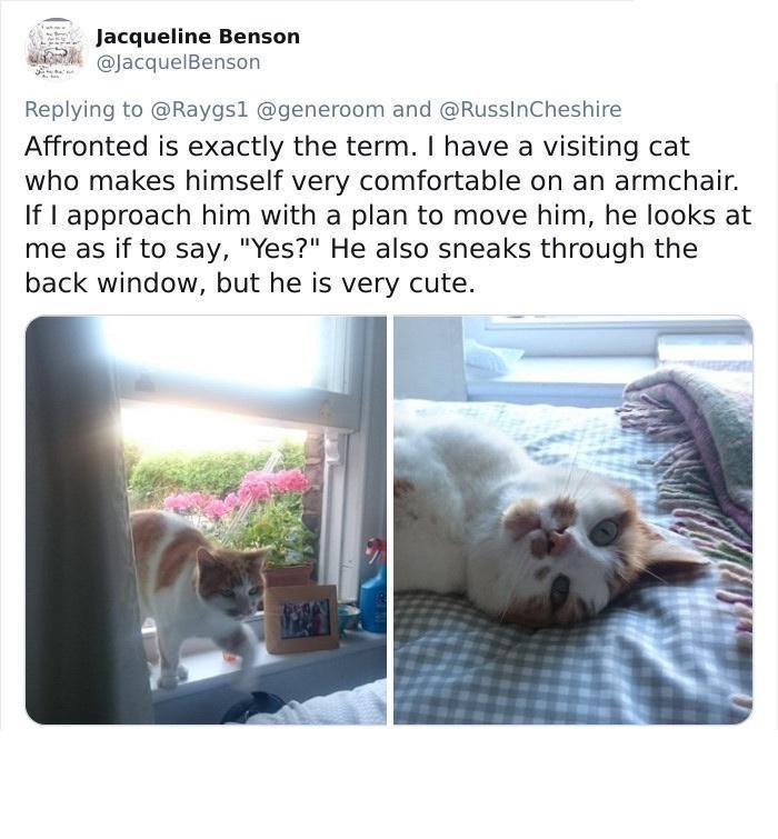 Jacqueline Benson @JacquelBenson Replying to @Raygs1 @generoom and @RussInCheshire Affronted is exactly the term. I have a visiting cat who makes himself very comfortable on an armchair. If I approach him with a plan to move him, he looks at me as if to say, "Yes?" He also sneaks through the back window, but he is very cute.