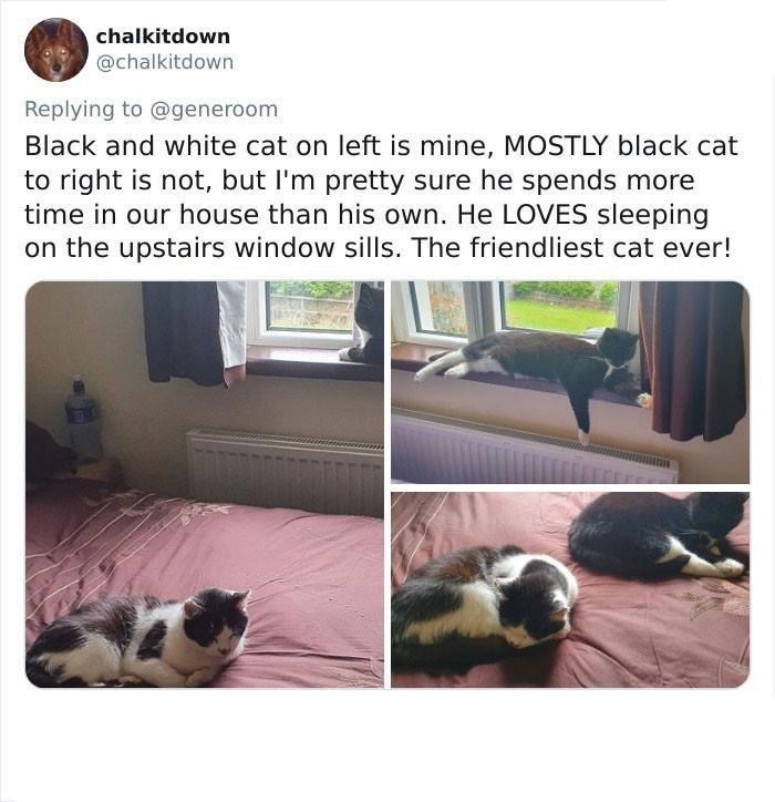 chalkitdown @chalkitdown Replying to @generoom Black and white cat on left is mine, MOSTLY black cat to right is not, but I'm pretty sure he spends more time in our house than his own. He LOVES sleeping on the upstairs window sills. The friendliest cat ever!