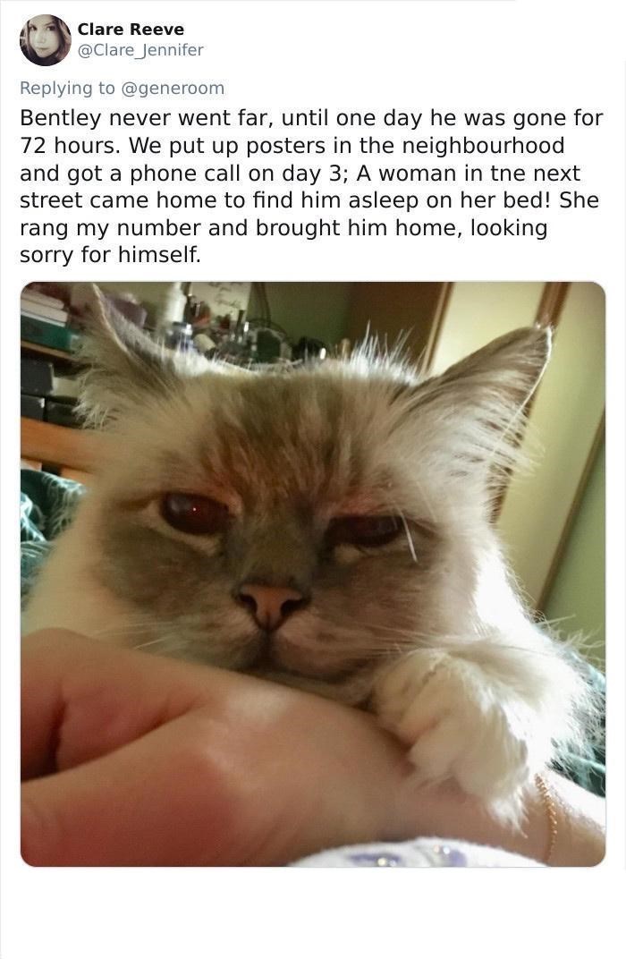 Clare Reeve @Clare Jennifer Replying to @generoom Bentley never went far, until one day he was gone for 72 hours. We put up posters in the neighbourhood and got a phone call on day 3; A woman in tne next street came home to find him asleep on her bed! She rang my number and brought him home, looking sorry for himself.