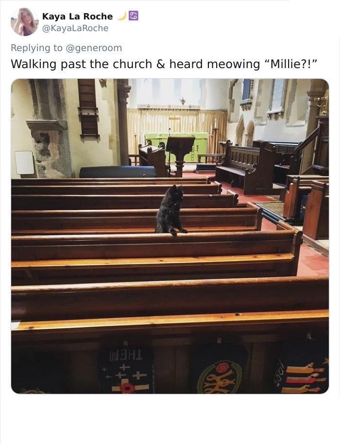 Kaya La Roche @KayaLaRoche Replying to @generoom Walking past the church & heard meowing "Millie?!" Шанд
