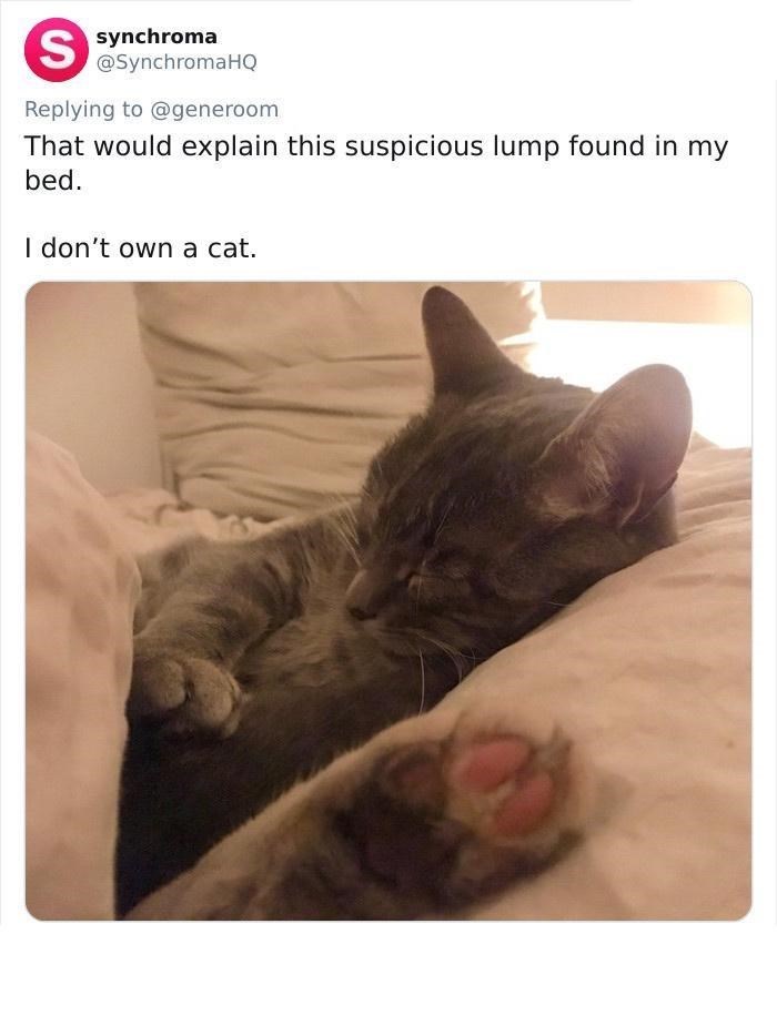 S synchroma @SynchromaHQ Replying to @generoom That would explain this suspicious lump found in my bed. I don't own a cat.