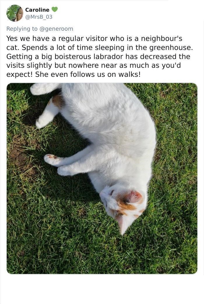 Caroline @MrsB_03 Replying to @generoom Yes we have a regular visitor who is a neighbour's cat. Spends a lot of time sleeping in the greenhouse. Getting a big boisterous labrador has decreased the visits slightly but nowhere near as much as you'd expect! She even follows us on walks!