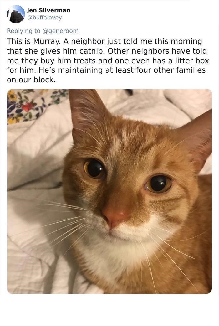 Jen Silverman @buffalovey Replying to @generoom This is Murray. A neighbor just told me this morning that she gives him catnip. Other neighbors have told me they buy him treats and one even has a litter box for him. He's maintaining at least four other families on our block.