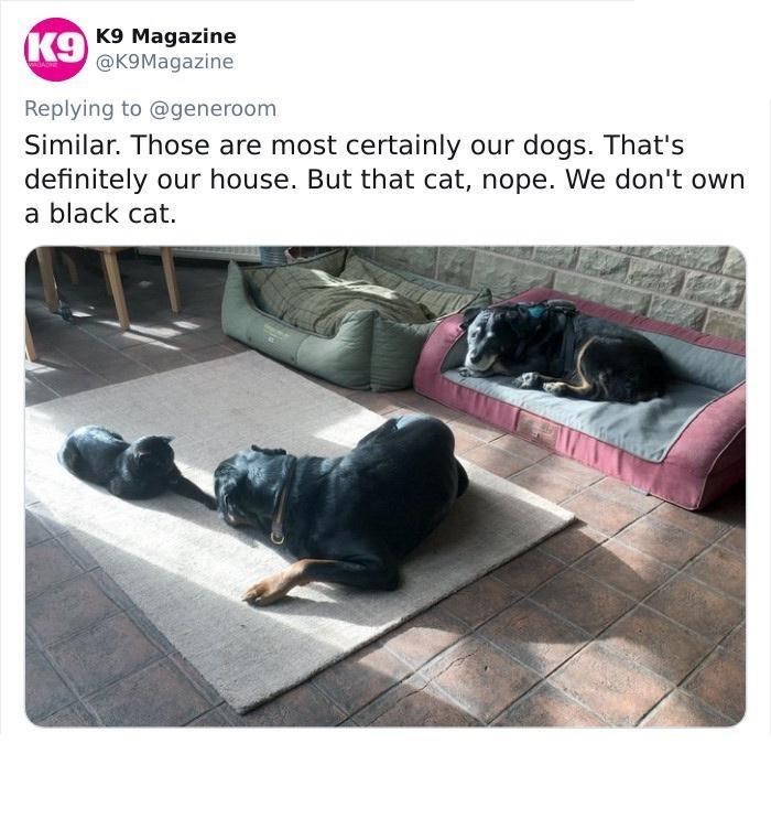 K9 K9 Magazine @K9Magazine Replying to @generoom Similar. Those are most certainly our dogs. That's definitely our house. But that cat, nope. We don't own a black cat.