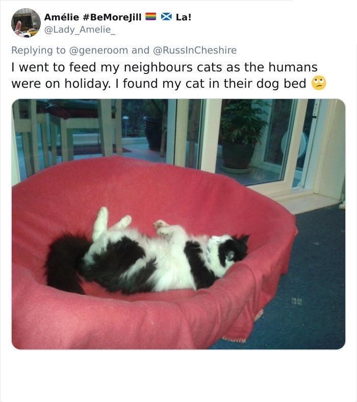 Amélie #BeMoreJill > La! @Lady_Amelie_ Replying to @generoom and @RussInCheshire I went to feed my neighbours cats as the humans were on holiday. I found my cat in their dog bed