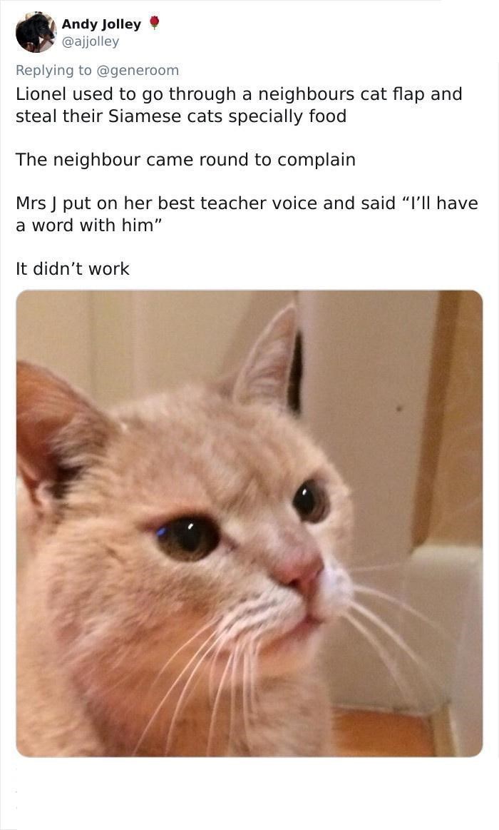 Andy Jolley @ajjolley Replying to @generoom Lionel used to go through a neighbours cat flap and steal their Siamese cats specially food The neighbour came round to complain Mrs J put on her best teacher voice and said "I'll have a word with him" It didn't work