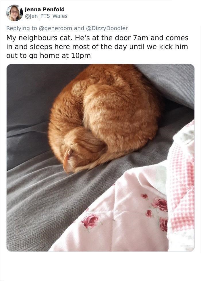Jenna Penfold @Jen_PTS_Wales Replying to @generoom and @Dizzy Doodler My neighbours cat. He's at the door 7am and comes in and sleeps here most of the day until we kick him out to go home at 10pm