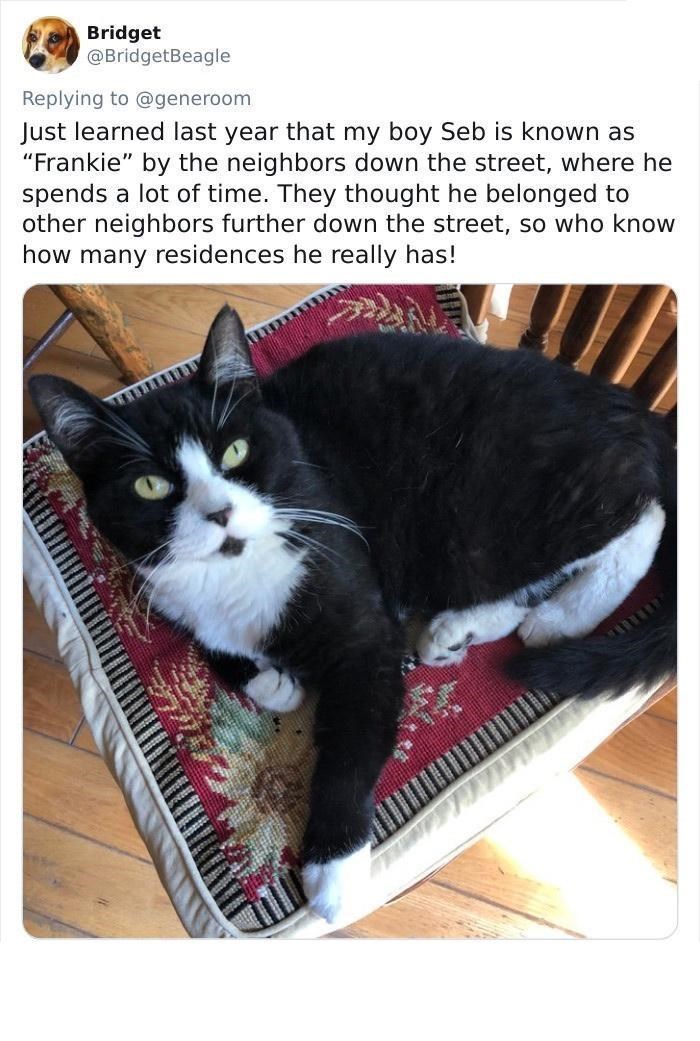 Bridget @BridgetBeagle Replying to @generoom Just learned last year that my boy Seb is known as "Frankie" by the neighbors down the street, where he spends a lot of time. They thought he belonged to other neighbors further down the street, so who know how many residences he really has!