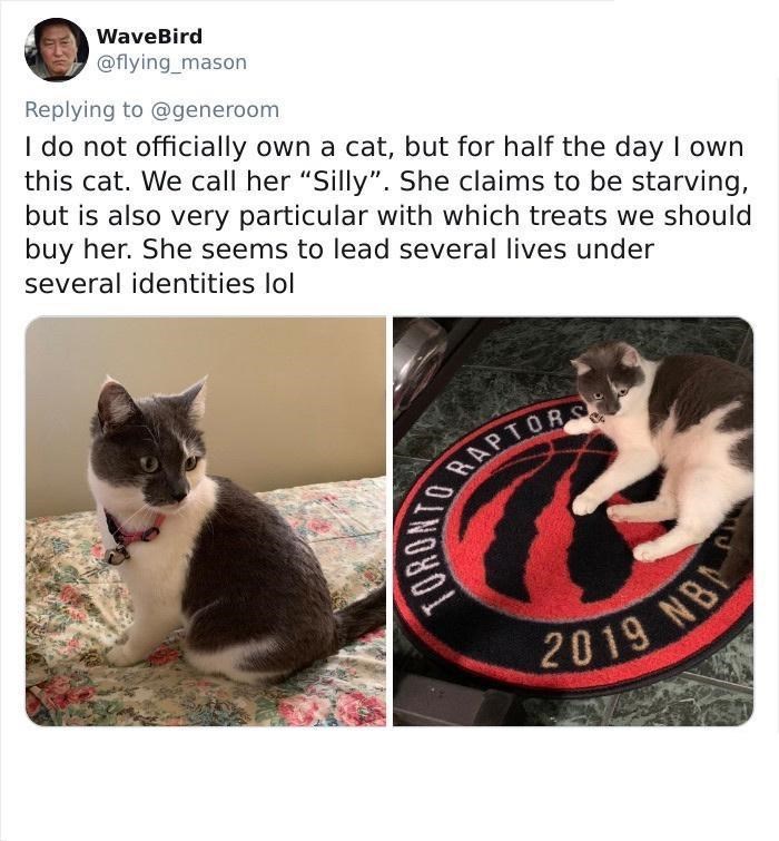 WaveBird @flying_mason Replying to @generoom I do not officially own a cat, but for half the day I own this cat. We call her "Silly". She claims to be starving, but is also very particular with which treats we should buy her. She seems to lead several lives under several identities lol TO RAPTORS TORONTO 2019 NB