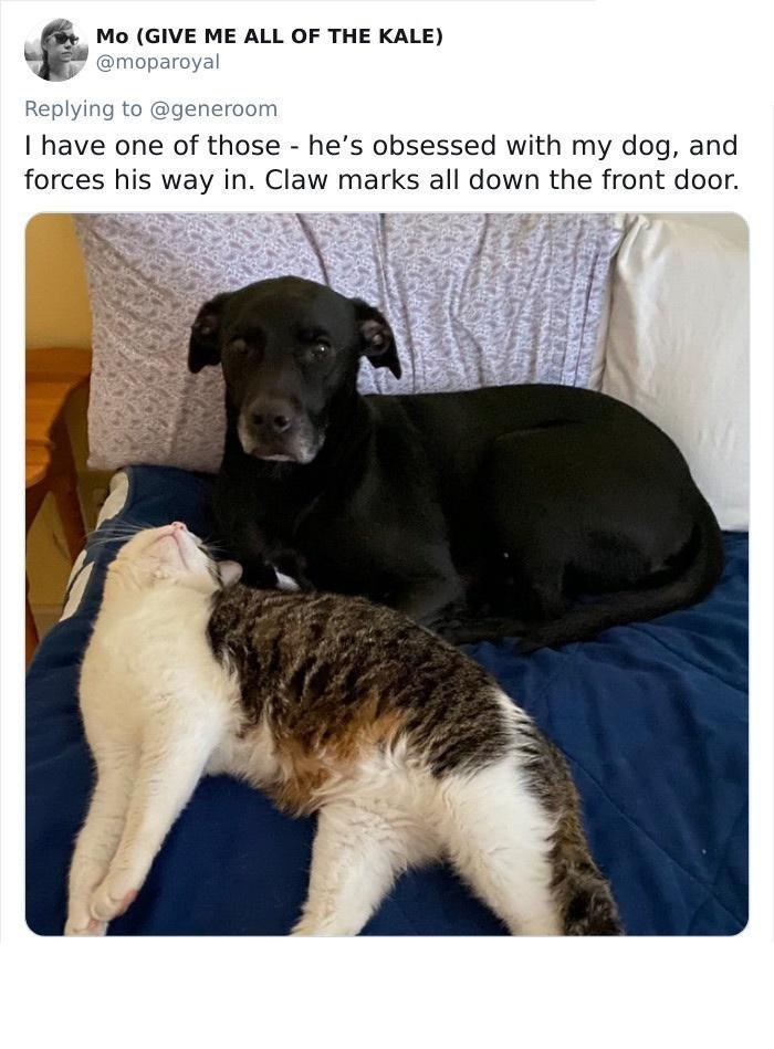 MO (GIVE ME ALL OF THE KALE) @moparoyal Replying to @generoom I have one of those he's obsessed with my dog, and forces his way in. Claw marks all down the front door.
