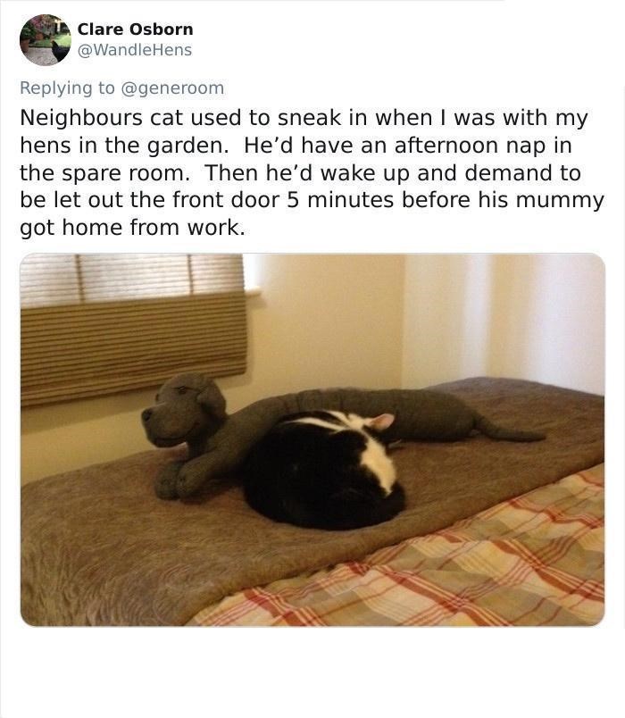 Clare Osborn @WandleHens Replying to @generoom Neighbours cat used to sneak in when I was with my hens in the garden. He'd have an afternoon nap in the spare room. Then he'd wake up and demand to be let out the front door 5 minutes before his mummy got home from work.
