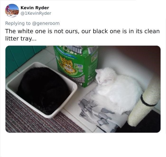 Kevin Ryder @1KevinRyder Replying to @generoom The white one is not ours, our black one is in its clean litter tray... CO