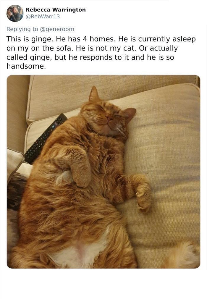 Rebecca Warrington @RebWarr13 Replying to @generoom This is ginge. He has 4 homes. He is currently asleep on my on the sofa. He is not my cat. Or actually called ginge, but he responds to it and he is so handsome.