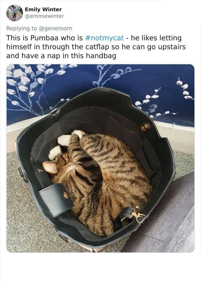 Emily Winter @emmiewinter Replying to @generoom This is Pumbaa who is #notmycat- he likes letting himself in through the catflap so he can go upstairs and have a nap in this handbag
