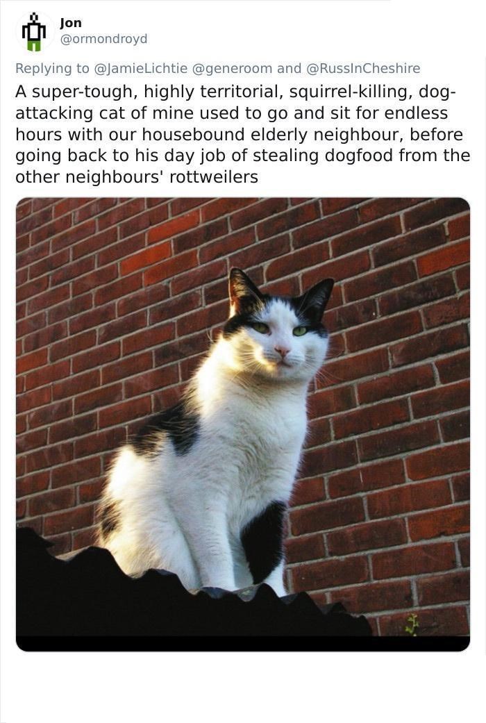 Jon @ormondroyd Replying to @Jamie Lichtie @generoom and @RussInCheshire A super-tough, highly territorial, squirrel-killing, dog- attacking cat of mine used to go and sit for endless hours with our housebound elderly neighbour, before going back to his day job of stealing dogfood from the other neighbours' rottweilers