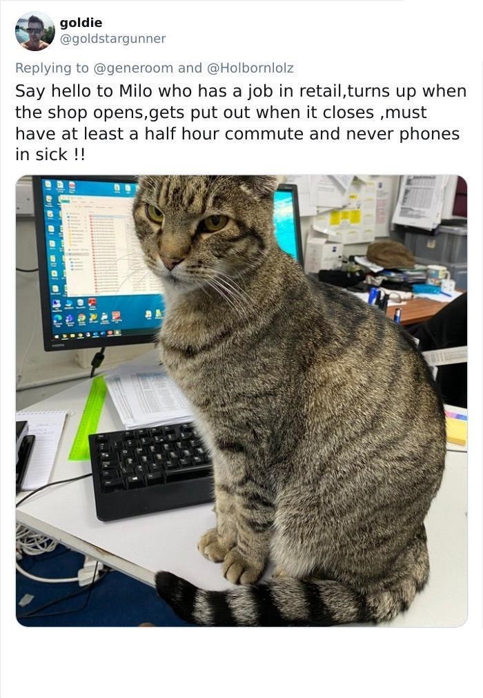 goldie @goldstargunner Replying to @generoom and @Holbornlolz Say hello to Milo who has a job in retail, turns up when the shop opens, gets put out when it closes, must have at least a half hour commute and never phones in sick !! B &