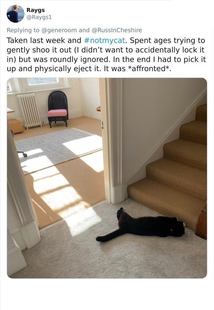 Raygs @Raygs1 Replying to @generoom and @RussInCheshire Taken last week and #notmycat. Spent ages trying to gently shoo it out (I didn't want to accidentally lock it in) but was roundly ignored. In the end I had to pick it up and physically eject it. It was *affronted*.