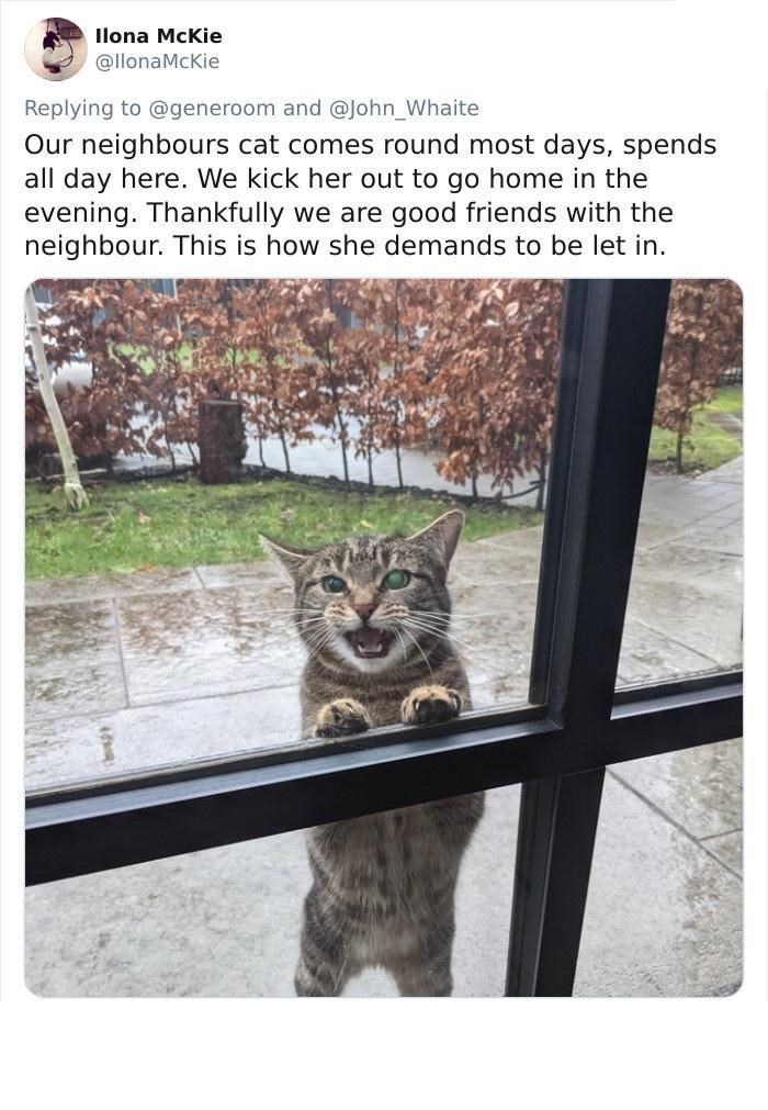 Ilona McKie @llonaMcKie Replying to @generoom and @John_Whaite Our neighbours cat comes round most days, spends all day here. We kick her out to go home in the evening. Thankfully we are good friends with the neighbour. This is how she demands to be let in.
