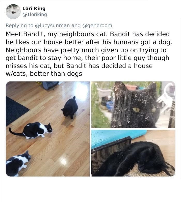 Lori King @1loriking Replying to @lucysunman and @generoom Meet Bandit, my neighbours cat. Bandit has decided he likes our house better after his humans got a dog. Neighbours have pretty much given up on trying to get bandit to stay home, their poor little guy though misses his cat, but Bandit has decided a house w/cats, better than dogs