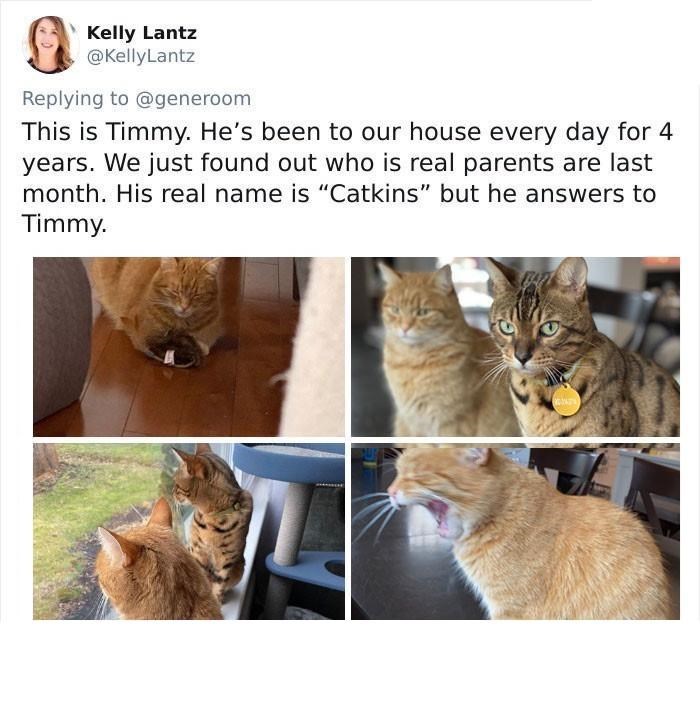 Kelly Lantz @KellyLantz Replying to @generoom This is Timmy. He's been to our house every day for 4 years. We just found out who is real parents are last month. His real name is "Catkins" but he answers to Timmy.