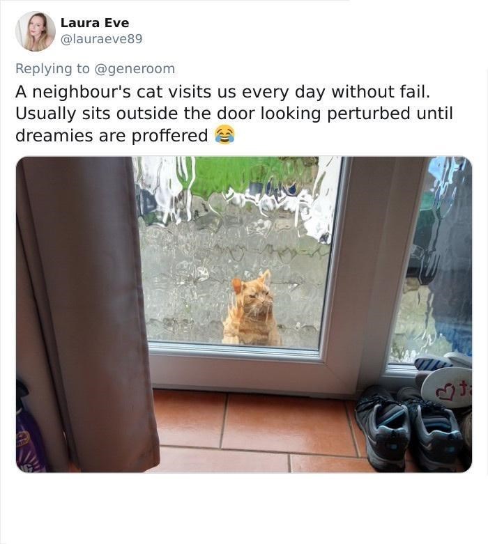 Laura Eve @lauraeve89 Replying to @generoom A neighbour's cat visits us every day without fail. Usually sits outside the door looking perturbed until dreamies are proffered