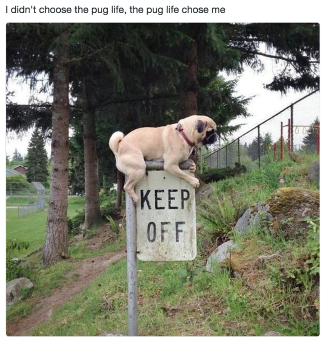 I didn't choose the pug life, the pug life chose me KEEP OFF