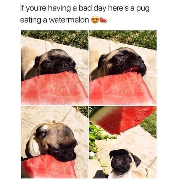 If you're having a bad day here's a pug eating a watermelon
