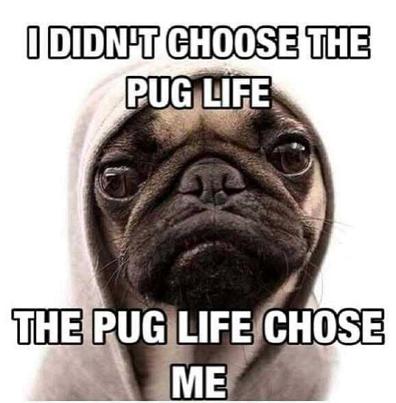 I DIDN'T CHOOSE THE PUG LIFE THE PUG LIFE CHOSE ME