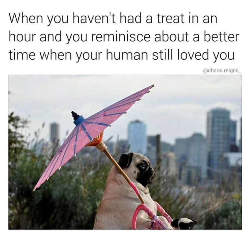 When you haven't had a treat in an hour and you reminisce about a better time when your human still loved you @chaos.reigns