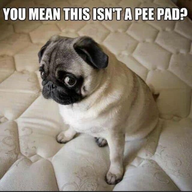 YOU MEAN THIS ISN'T A PEE PAD?