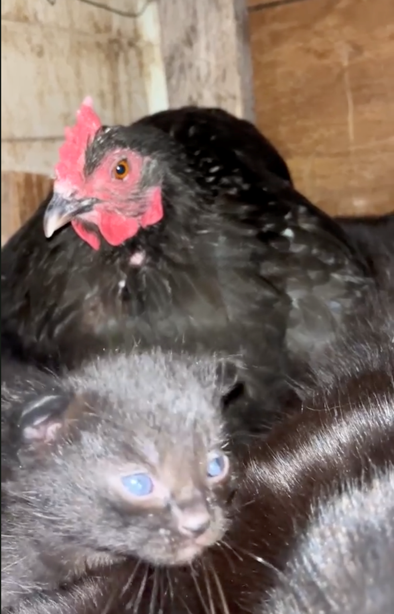 Cheezburger Image 10626574336