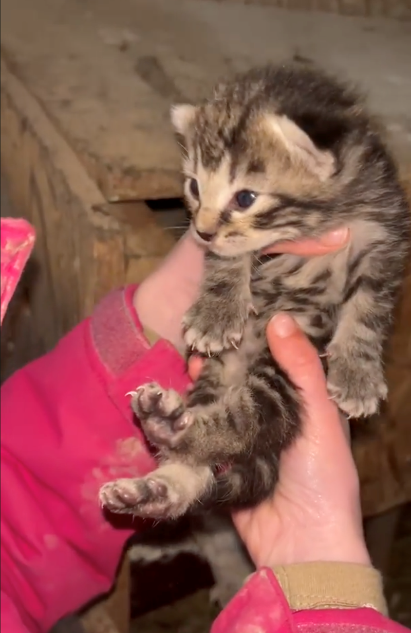 Cheezburger Image 10626575104