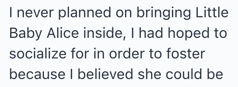 I never planned on bringing Little Baby Alice inside, I had hoped to socialize for in order to foster because I believed she could be