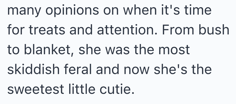 many opinions on when it's time for treats and attention. From bush to blanket, she was the most skiddish feral and now she's the sweetest little cutie.