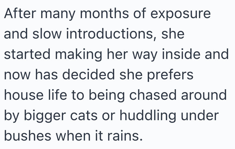 After many months of exposure and slow introductions, she started making her way inside and now has decided she prefers house life to being chased around by bigger cats or huddling under bushes when it rains.