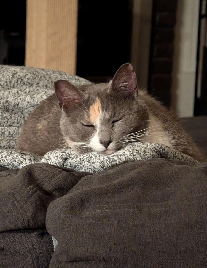 Cheezburger Image 10626578176