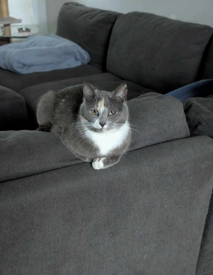 Cheezburger Image 10626578688