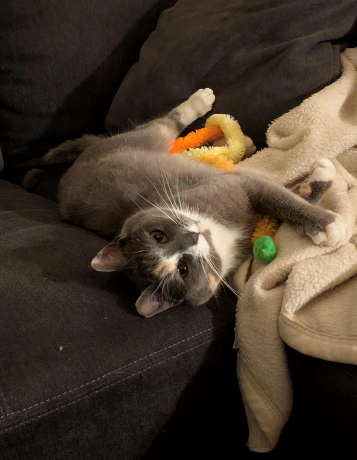 Cheezburger Image 10626578944