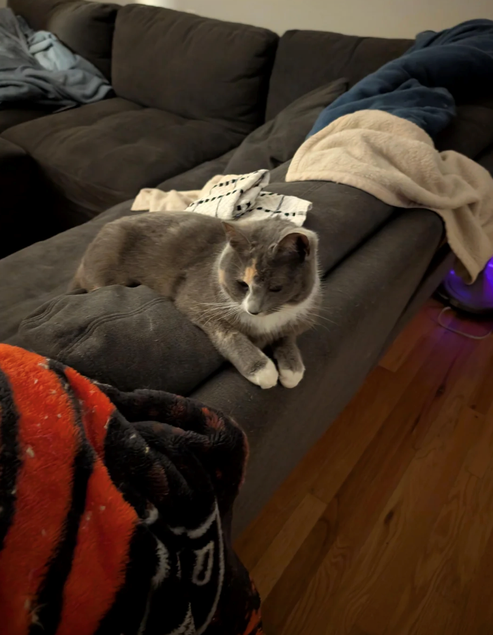 Cheezburger Image 10626579200