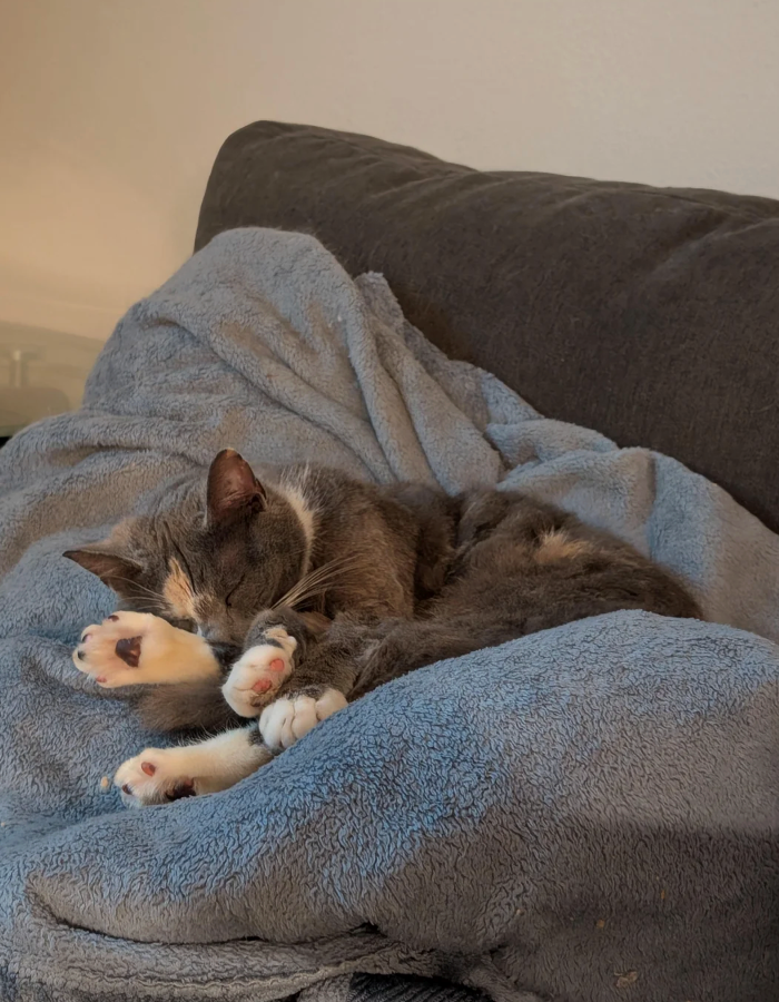 Cheezburger Image 10626579456