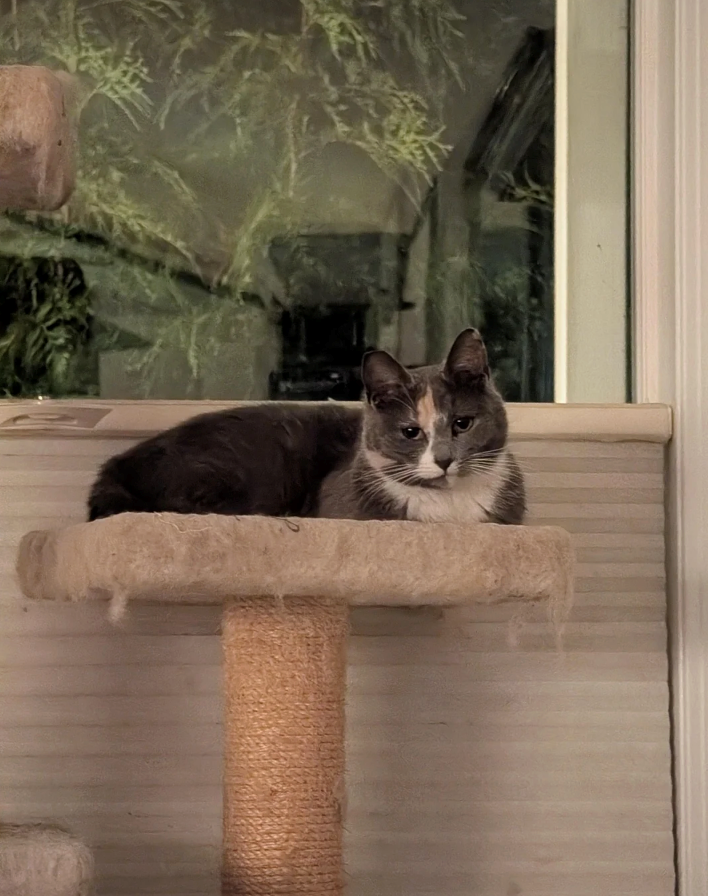 Cheezburger Image 10626579712