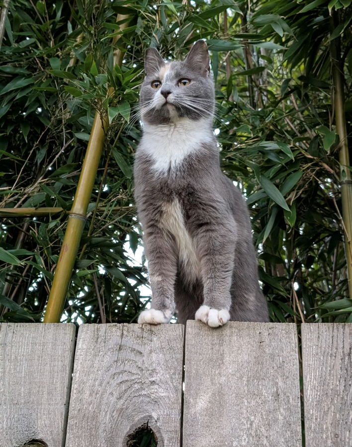 Cheezburger Image 10626579968